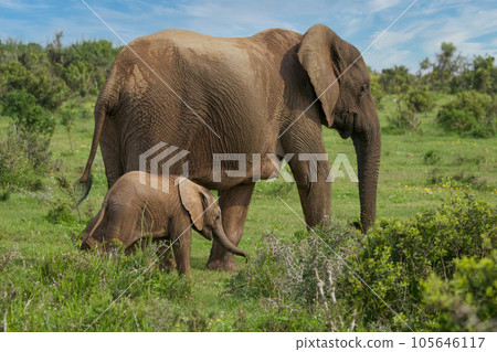 Elephants at Addo National Park, South Africa 105646117