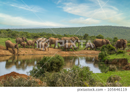 Elephants at Addo National Park, South Africa 105646119