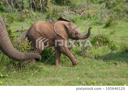 Elephants at Addo National Park, South Africa 105646120