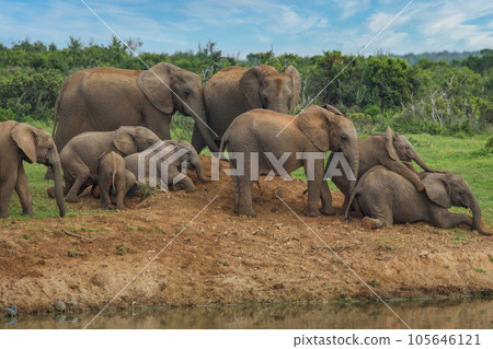 Elephants at Addo National Park, South Africa 105646121