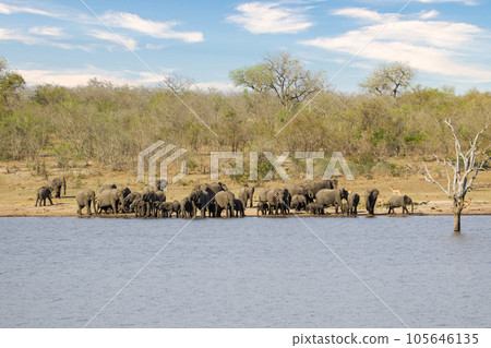 Elephants at Hwange national Park, Zimbabwe 105646135