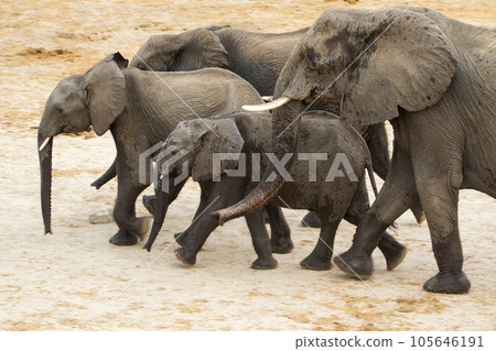 Elephants at Hwange national Park, Zimbabwe Elephants at Hwange national Park, Zimbabwe 105646191
