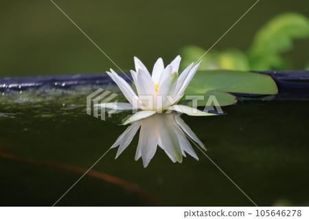 Water lily flowers with white petals reflected on the surface of the water and a pond with green leaves floating 105646278