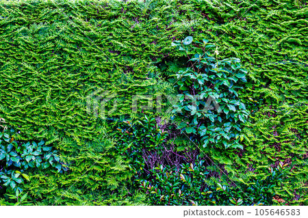 京都修學院離宮的樹籬 105646583