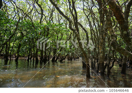 World Heritage Amami Oshima Mangrove virgin forest, Amami City, Kagoshima Prefecture, Japan 105646646