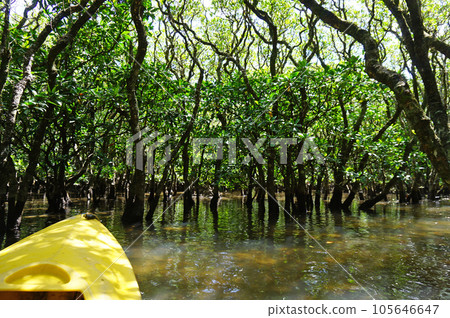 World heritage site by canoe Amami Oshima mangrove primeval forest, Amami city, Kagoshima prefecture, Japan 105646647
