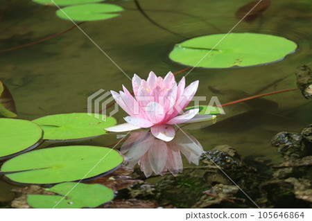 Landscape of the water surface of the water mirror pond where green leaves float and water lily flowers with pale pink petals are reflected 105646864