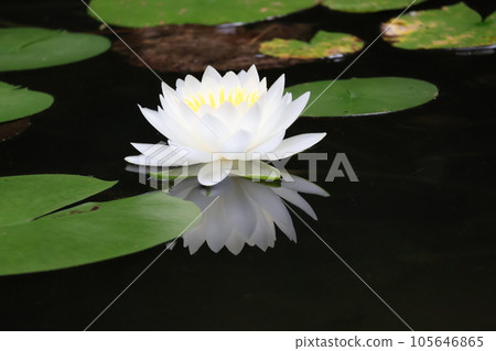 Water lily flowers with green leaves and white petals are beautifully reflected on the water surface of a pond with a blackened water mirror 105646865