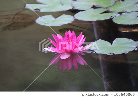 Landscape of a pond with floating green leaves and deep pink petaled water lily flowers blooming and reflecting on the surface of the water mirror Landscape of a pond with floating green leaves and deep pink petaled water lily flowers blooming and reflecting on the surface of the water mirror 105646866