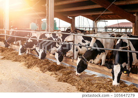 Calf cow in cage, caring on bio farm farming, feed hay grass silage pets, dairy cattle breeds, cowshed feeding. Fleckvieh breed, happy dairy cows of sustainable development. Suitable for both milk 105647279