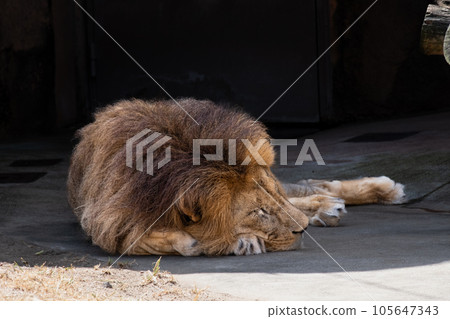 lion 105647343