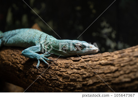green monitor lizard green monitor lizard 105647367