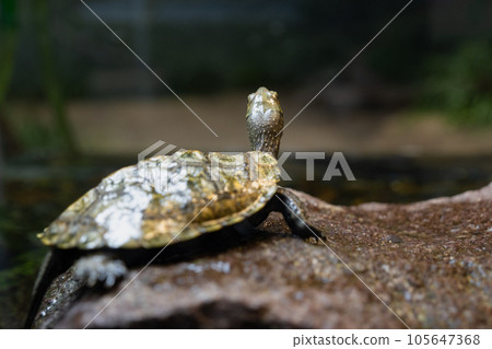 Turtle Turtle 105647368