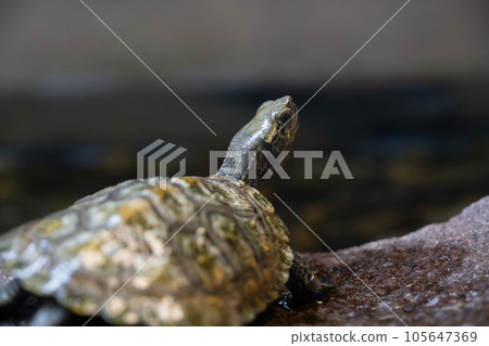 Turtle 105647369