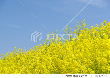 盛開的油菜花 盛開的油菜花 105647485