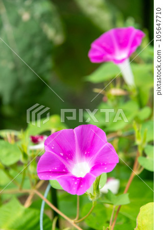 花園裡盛開的牽牛花 花園裡盛開的牽牛花 105647710
