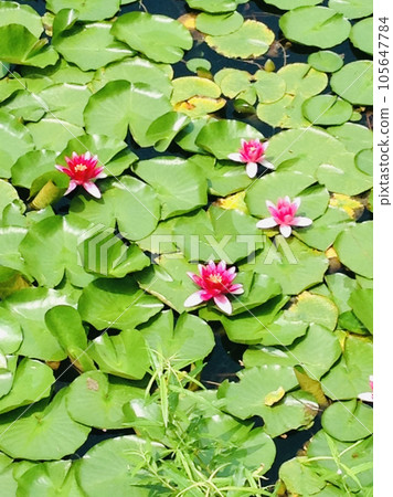 Beautiful lotus flowers and green leaves floating in the pond Beautiful lotus flowers and green leaves floating in the pond 105647784