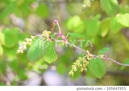 Tsimidaki的花蕾 105647855