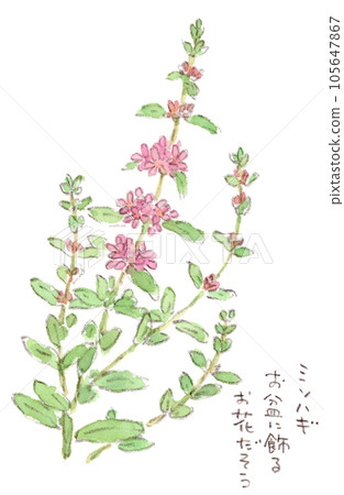 Rainy season-summer plant, watercolor illustration of cute pink florets of misohagi Rainy season-summer plant, watercolor illustration of cute pink florets of misohagi 105647867