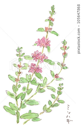Rainy season-summer plant, watercolor illustration of cute pink florets of misohagi 105647868