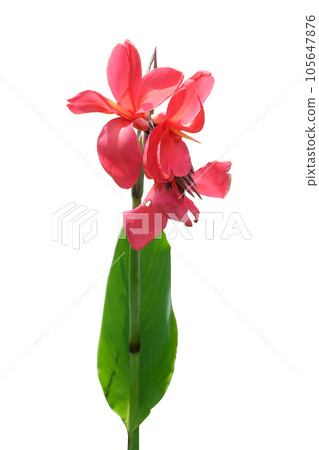 Red canna lily with leaf 105647876