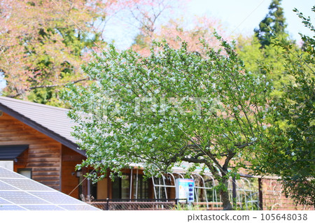 琉球白花 105648038