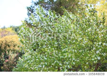 琉球白花 105648039