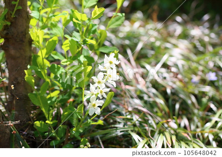 Ryukyu Bai flower 105648042