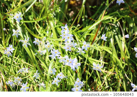 哈納花花 105648043