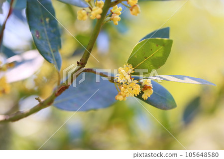 海灣花 海灣花 105648580