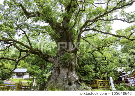 Kamo camphor tree certified as the largest tree in Japan (Aira City, Kagoshima Prefecture) 105648643