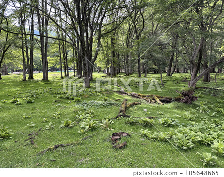 Okunikko Okunikko 105648665