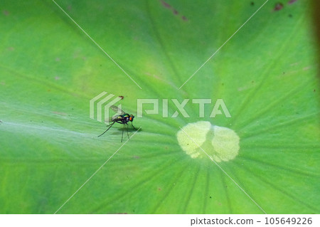 Paper fly on lotus leaf 105649226