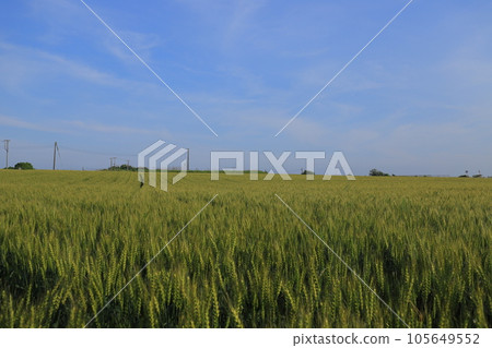 Extensive wheat field 105649552