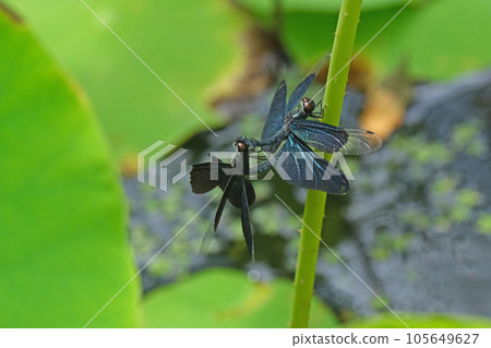 Mating butterfly dragonfly Mating butterfly dragonfly 105649627