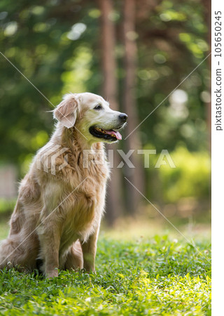 golden retriever dog in a park golden retriever dog in a park 105650245