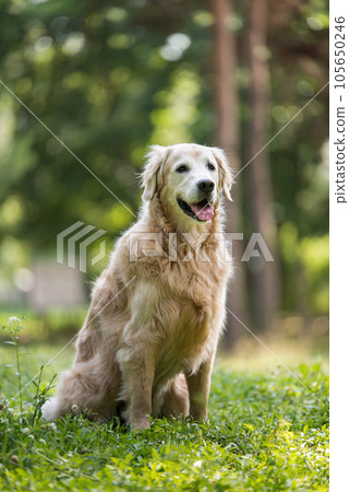 golden retriever dog in a park 105650246