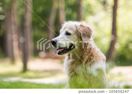 golden retriever dog in a park 105650247