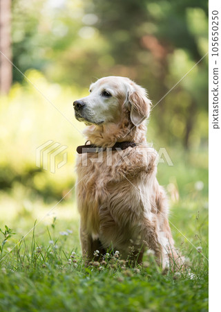 golden retriever dog in a park 105650250