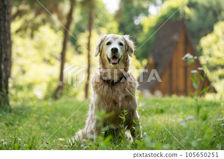 golden retriever dog in a park golden retriever dog in a park 105650251