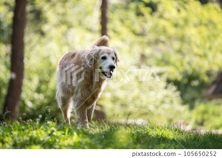 golden retriever dog in a park 105650252