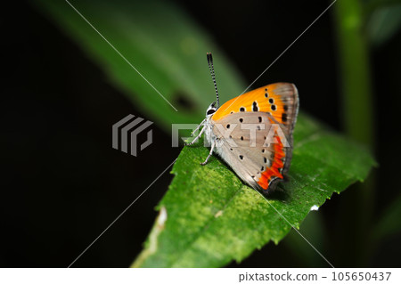 夏季型灰蝶成年個體的背面(使用微距鏡頭、閃光燈和自然光,特寫照片) 夏季型灰蝶成年個體的背面(使用微距鏡頭、閃光燈和自然光,特寫照片) 105650437