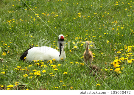 Parent and child of Dansha cranes 105650472