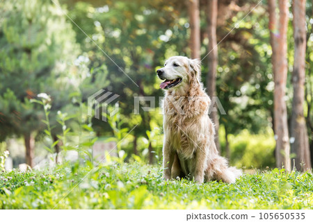 golden retriever dog in a park 105650535