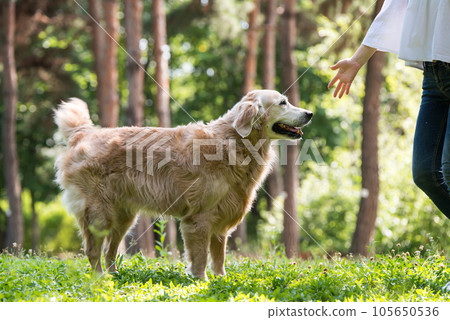 golden retriever dog in a park 105650536