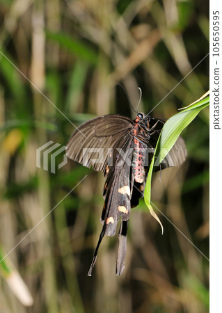 A male musk swallowtail butterfly rests on grass and leaves in a copse of trees in summer (macro lens, strobe + natural light, close-up photo) 105650595