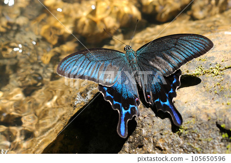 The beautiful metallic blue scale pattern of the Miyama Crow Swallowtail butterfly feeding at the clear water (clear weather, outdoor macro photography) 105650596