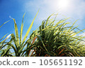 Sugarcane leaves at sunlight. 105651192