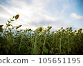 Sunflower on field at sunset. 105651195