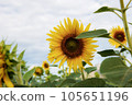 Sunflower on field with sky. 105651196
